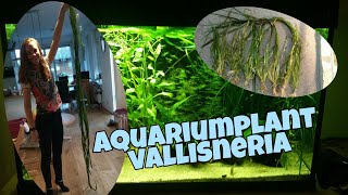 AQUARIUMPLANT VALLISNERIA verschillende soorten snoeien en meer Nickey [upl. by Icaj]