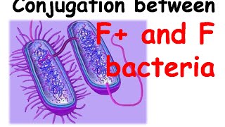 Conjugation between hfr and f bacteria [upl. by Syck]