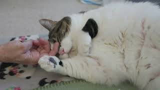 The truth about cat declawing [upl. by Yusuk]