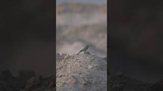 Bee Eater in IndoGangetic Plains Patna Bihar wildlifefilmmaker naturevideo wildlifeofindia [upl. by Kcor825]