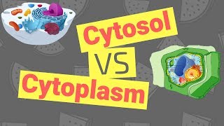 Cytosol vs Cytoplasm  Whats the Difference [upl. by Weatherley742]