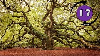 17 ต้นไม้มหัศจรรย์ที่สุดของโลก  17 Wonderful Trees That Prove Nature Is Capable Of Amazing Things [upl. by Inol]