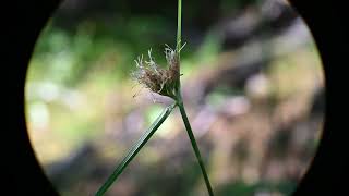 Eriophorum virginicum Tawny Cottongrass flowering and fruiting [upl. by Nedroj133]