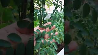 moringa tree nature myterrace garden gardentrees [upl. by Carena]