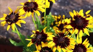 How to Grow Rudbeckia from Seed [upl. by Juieta]