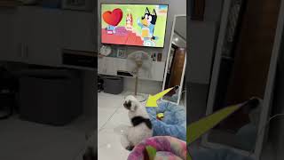 Dog ShihTzu watching TV cute dog shortvideo short [upl. by Gaudet]