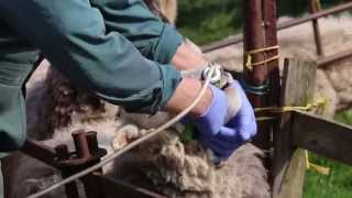 Correct drenching technique  sheep worming [upl. by Gide34]