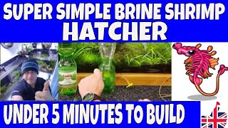 DIY BRINE SHRIMP HATCHERY [upl. by Eytteb]