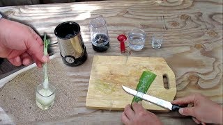 Natural Method For Rooting Cuttings Using Aloe Vera Gel [upl. by Ballinger918]