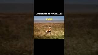 Cheetah vs gazelle 🤯⚡epic hunt cheetah cheetahhunt cheetahhuntgazelle wildlife bigcats animals [upl. by Strephonn]