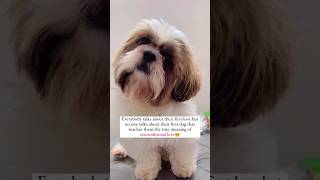 🫶🏻💖 dog shihtzu ozzutheshihtzu explorepage unconditionallove [upl. by Knobloch]