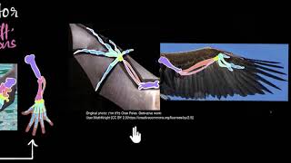 Homologous amp analogous structures  Heredity amp Evolution  Biology  Khan Academy [upl. by Eikin]