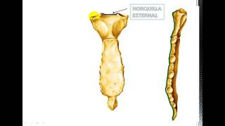 Anatomía del Esternón [upl. by Dumond]