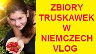 1 Truskawkowy Vlog  Praca przy zbiorze truskawek w Niemczech [upl. by Tratner]