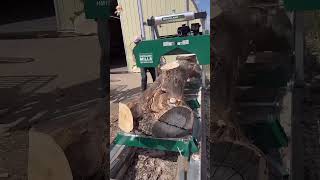 Extreme Dangerous Fastest Big Chainsaw Cutting Tree Machines [upl. by Topping]