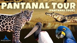 Pantanal Popular Tour Tour Pantanal  Brazil Birding Experts [upl. by Audri]