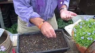 Sowing Violet Seed Demonstration [upl. by Mansfield]