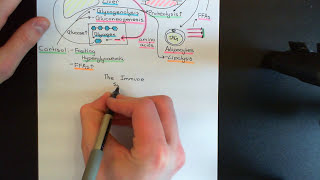 The HypothalamicPituitaryAdrenal Axis Part 5 [upl. by Fonsie765]