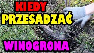 Winogrona stare krzaki przesadzanie [upl. by Eddana]