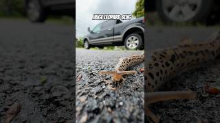 Limax maximus aka the great grey slugleopard slug slug insects bugs [upl. by Mauve569]