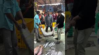 Fish big sale youtubeshorts video tranding fishvilog123 [upl. by Birmingham650]