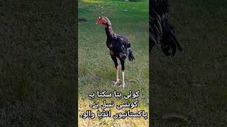 Seal Murga سیل مرغا hen farming  chicken 🐔 peur wlaitybirds animals [upl. by Pasco453]