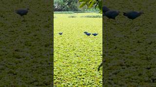 WESTERN SWAMPHEN BIRDS  KNOWN AS PURPLE SWAMPHEN bird purple nature naturelovers wildlife 😍❤️ [upl. by Nosrac]