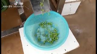 Industrial green soy bean pea pod beans peeling and shelling machinepeeling rate is up to 98 [upl. by Ula]