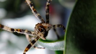 Araneus diadematus  Gartenkreuzspinne  European Garden Spider [upl. by Paxon]