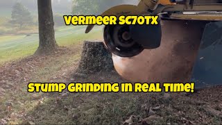 Vermeer SC70TX Stump Grinder in Real Time [upl. by Ennaitak]