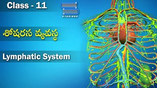 శోషరస వ్యవస్థ  Lymphatic System  Body Fluids and Circulation  Class 11 Biology  Studious Telugu [upl. by Ruperto]