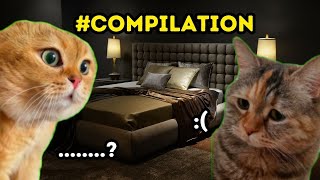 2 Cat talking Memes cat catmemes katze chat gatos funny [upl. by Yliab]