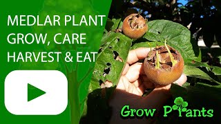 Medlar plant – grow care amp harvest Mespilus germanica [upl. by Akienom116]