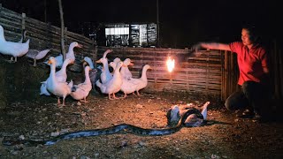 Guarding My Duck  Escaping the Nighttime Menace of the Snake Attack  Phùng Thị Chài [upl. by Tonya]