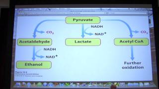 22 Biochemistry Glycolysis II Lecture for Kevin Aherns BB 450550 [upl. by Butch]