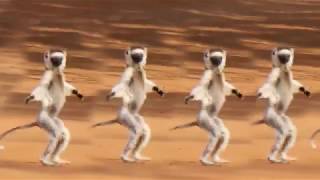 MADAGASCAR DANCING VERREAUXS SIFAKAS [upl. by Qifahs659]