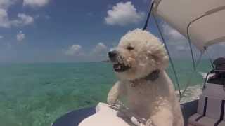 Bichon Puppies in the Bahamas [upl. by Sara-Ann]