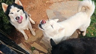 Husky Howling at Fire Truck Siren [upl. by Sydel509]