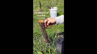 How to Grapevine Chip Budding  Grafting Technique [upl. by Lemyt]