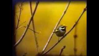 Golden winged Warbler in Kent February 1989 [upl. by Leiru]