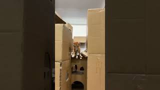 kitten in cardboard castle kitten cat cute satisfying catlover cutecat animal shorts viral [upl. by Tager]