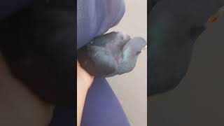 Babar sherr pigeon kabutaar viralmusic trendingshorts likeandsubscribe viralvideo kabutari [upl. by Aicenert]