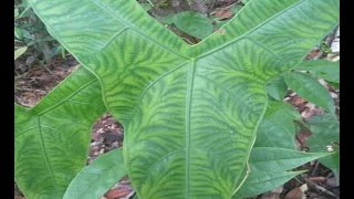 Forest plant Alocasia zebrina reticulata [upl. by Baynebridge]