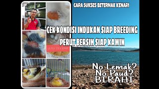 Cara mengetahui Kondisi Perut Kenari Betina Siap Ternak  paud siapan babon NGISIZONK [upl. by Adnwahsar]