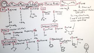 The 20 Amino Acids  One Minute Medical School [upl. by Ayinat]