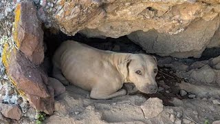 This dog was dying from the heat and ONLY LUCK saved it [upl. by Mastat]