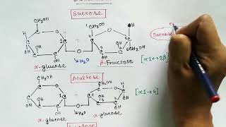 Disaccharide and polysaccharide  Carbohydrate part 3 [upl. by Akeemat227]