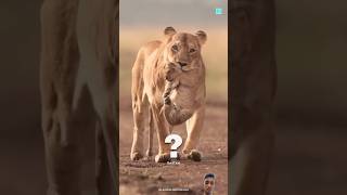 Sherni apne bacho ko😱👹 lion animals amazingfacts animalfacts tamil new latest facts [upl. by Marin]