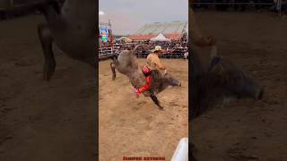 JARIPEO EXTREMO MONTA DRAMÁTICA PARA CHAPARRO DE NAYARIT😱😱🔥 jaripeo shorts [upl. by Imeon]