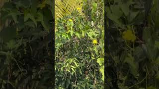 Luffa tree zooming iPhone 16 pro max cuttingskils coconut nature skills [upl. by Enrahs446]